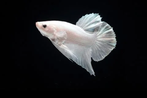 White platinum Fighting fish. Stock Photos