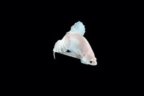 White platinum Fighting fish. Stock Photos