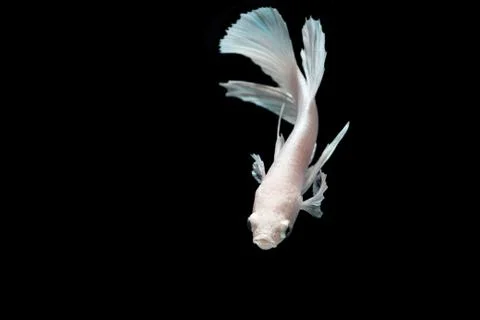 White platinum Fighting fish. Stock Photos