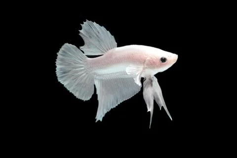 White platinum Fighting fish. Stock Photos