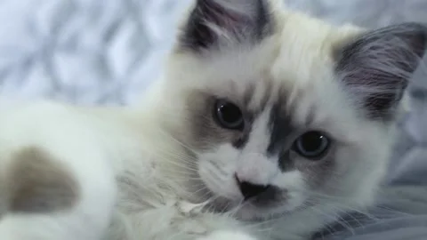 White Playful Kitten In Bed Looking Into Camera Stock Footage 168817740