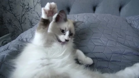 White Playful Kitten Playing In Bed Stock Footage 168817748