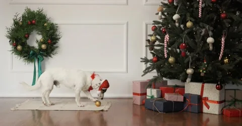A white playing with christmas ball in front of a  Christmas tree Video stock 233284508