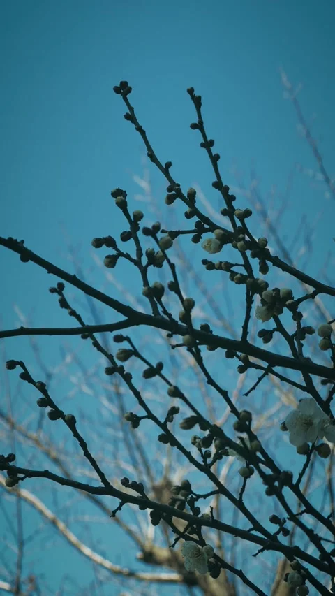 White plum blossom buds on branches against blue sky 库存影片 346264446