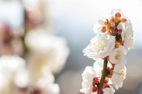 White plum blossom Stock Photos