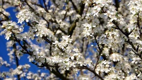 White plum blossom in spring Stock Footage 102261522