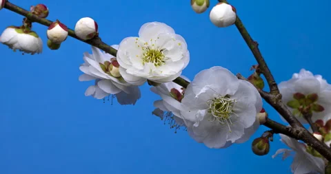 White plum blossoms in bloom. Stock Footage 159772886