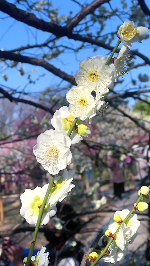 White Plum Blossoms Blooming on Branches in Spring Stock Footage 346961826