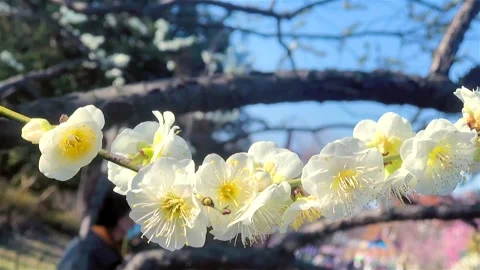 White Plum Blossoms Blooming on Spring Branches 動画素材 346962018