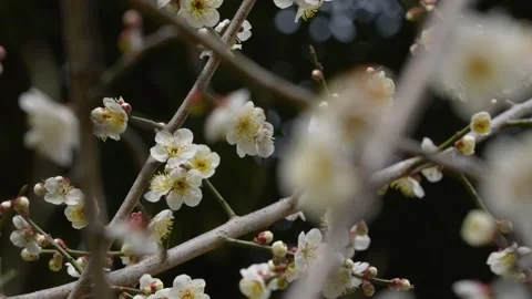 White plum blossoms Stock Footage 321125109