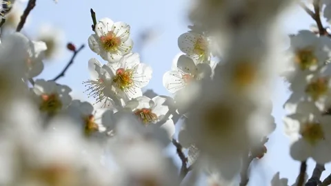 White plum blossoms Stock Footage 323146074
