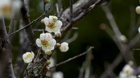 White plum blossoms Stock Footage 324282914