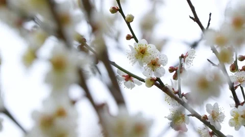White plum blossoms Stock Footage 324286228