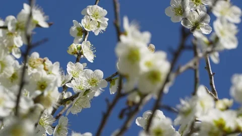 White plum blossoms Stock Footage 324879268