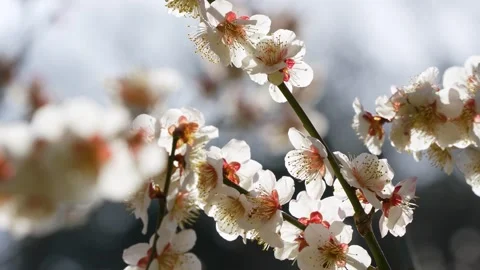 White plum blossoms Stock Footage 324879273