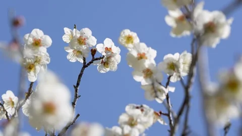 White plum blossoms Stock Footage 324879274