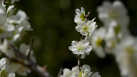 White plum blossoms Stock Footage 324879280
