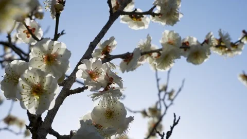 White plum blossoms Stock Footage 324879350