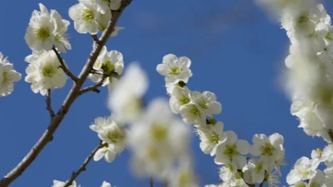 White plum blossoms Stock Footage 325008339