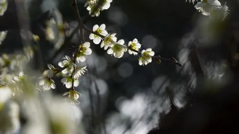 White plum blossoms Stock Footage 325008743