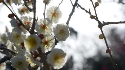 White plum blossoms Stock Footage 325008745