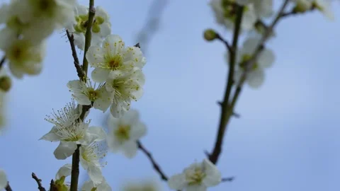 White plum blossoms Stock Footage 325008753