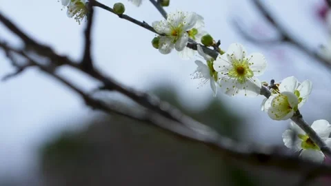 White plum blossoms Stock Footage 327059191