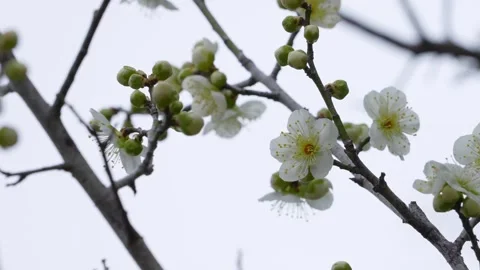 White plum blossoms Stock Footage 327059242