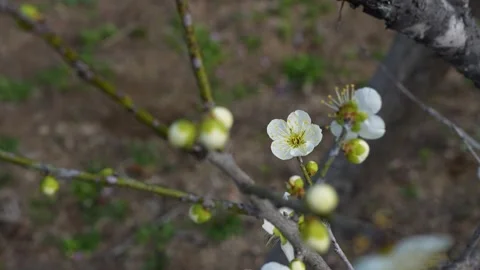 White plum blossoms Stock Footage 327059261