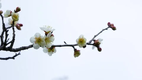 White plum blossoms Stock Footage 327059407