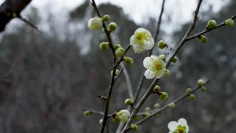 White plum blossoms Stock Footage 327059424