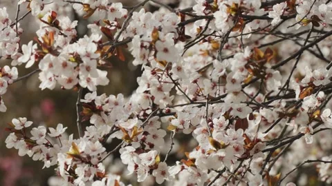 White Plum Blossoms in Full Bloom on Branches in Xi'an, China During Winter Stock Footage 334961801