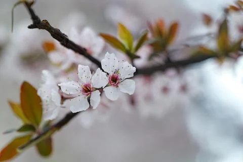 White Plum blossoms Stock Photos