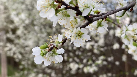 White plum blossoms in the spring Stock Footage 130042855