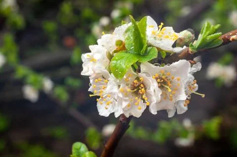 White plum blossoms on a thin branch in raindrops close-up. Spring flowerin.. Stock-Fotos