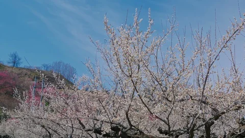 White plum flowers and blue sky in Nagano, Japan : Tilt, Pan Stock Footage 105996853