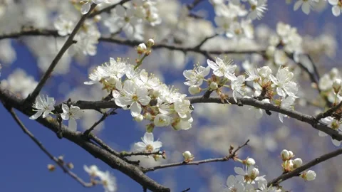 White plum flowers Stock Footage