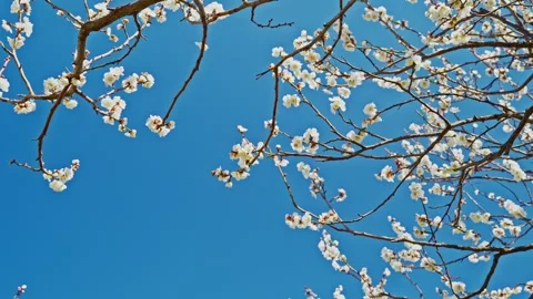 White Plum Petals Drifting in the Wind Against a Blue Sky 스톡 동영상 332619314