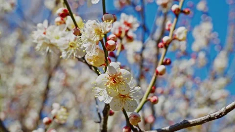 White Plum Petals Drifting in the Wind Against a Blue Sky Stock Footage 332619326