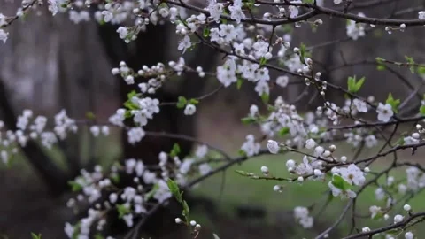 A white plum tree in bloom on a rainy spring day with raindrops adding . Stock Footage 237163910