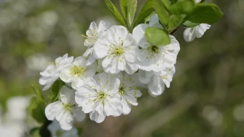 White plum tree blossoms in spring Stock Footage 89233253