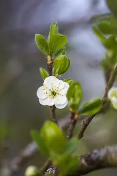 White plum tree blossoms in spring park. Beautiful nature background. Springt 스톡 사진