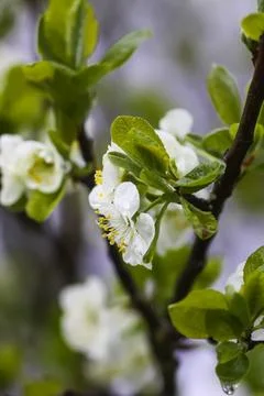 White plum tree blossoms in spring park. Beautiful nature background. Springt 스톡 사진