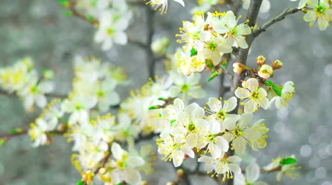 White Plum Tree Flowers. Stock Footage 62502269