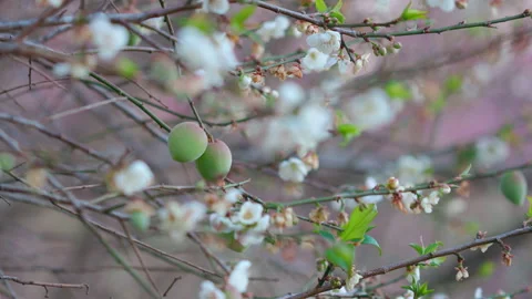White plum tree flowers., on the tree Stock Footage 231458036