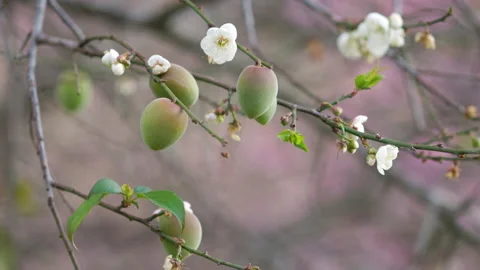 White plum tree flowers., on the tree Stock Footage 231458065