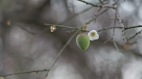 White plum tree flowers., on the tree Stock Footage 236341181