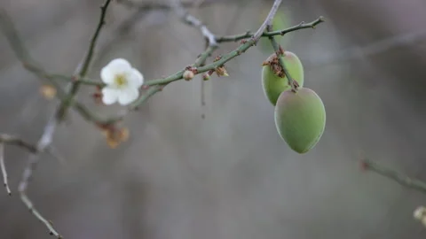 White plum tree flowers., on the tree Stock Footage 236341287