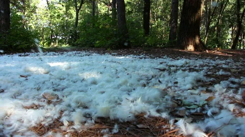 White plumages fly downwind and fall on ground covered with  plumes Stock Footage 55001463