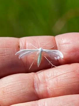 White plume moth Stock Photos
